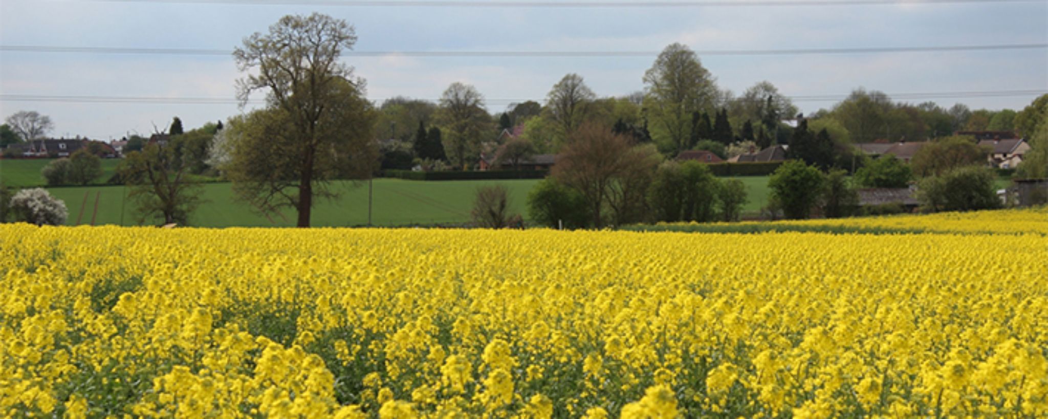 Oilseed-Rape